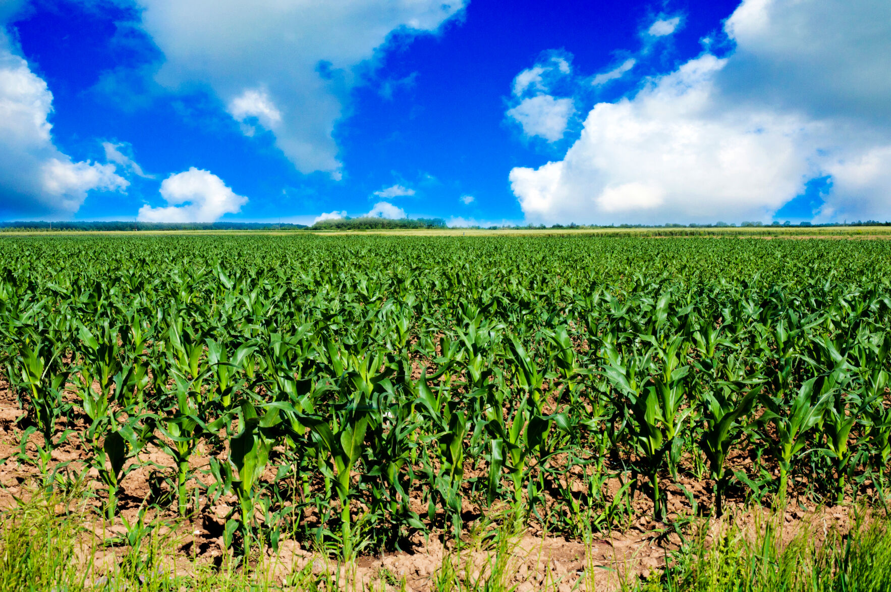 Farm, corn